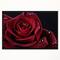Designart - Red Rose with Raindrops on Black - Flowers Framed Canvas Wall Artwork